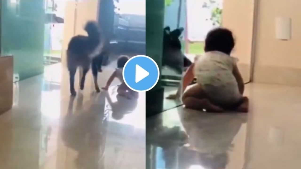 Dog Saving Child Viral Video